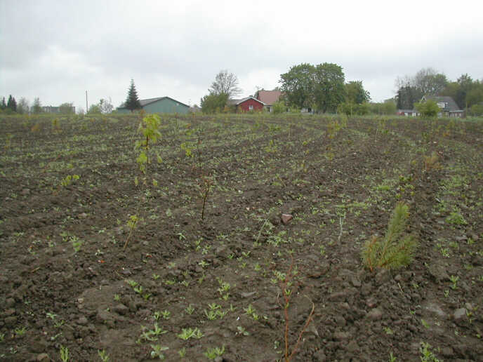 Nyudsprunget skov