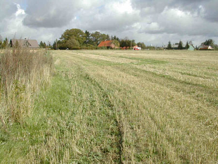 Før der var en skov