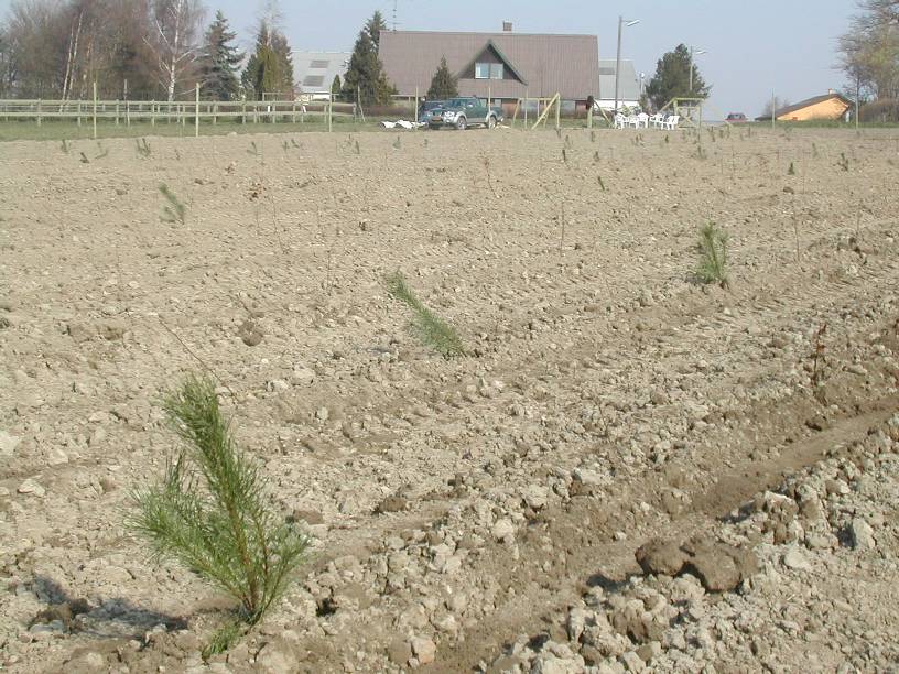 Nyplantet skov