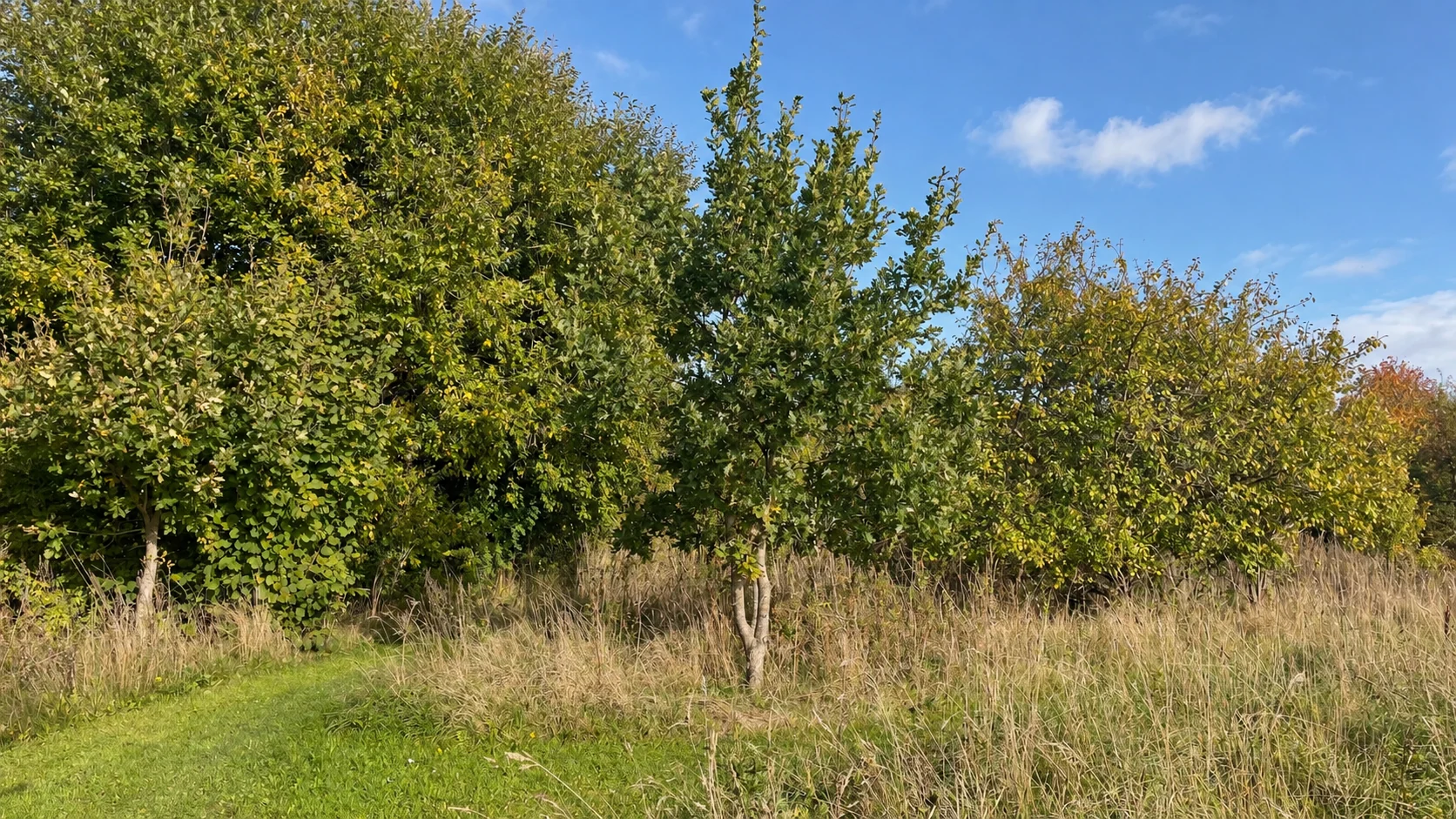 Skovbrynet i efterårslys