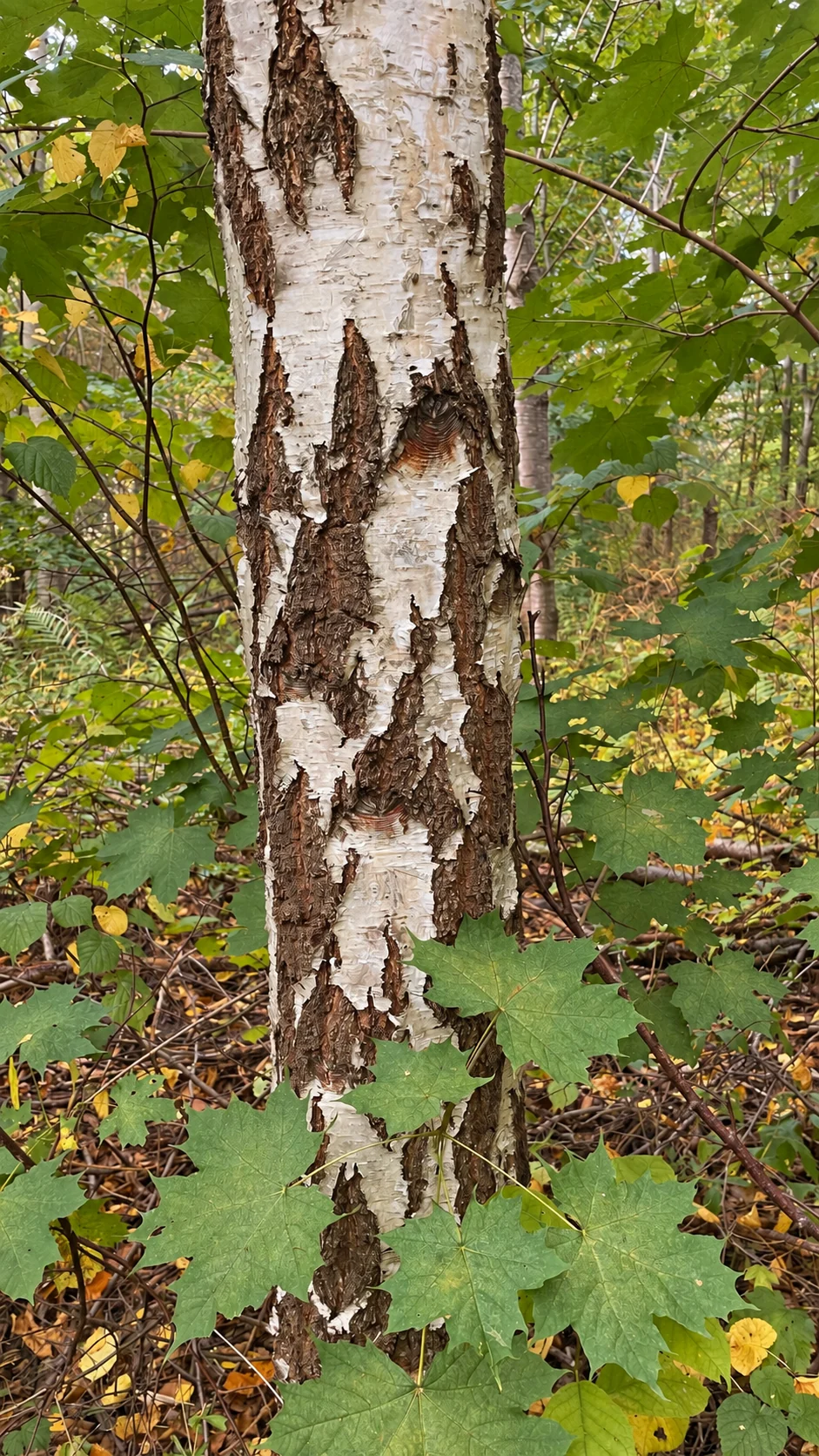 Birkens lyse bark