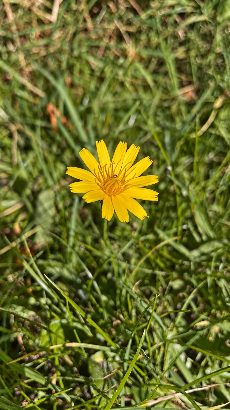 En gul blomst i græsset